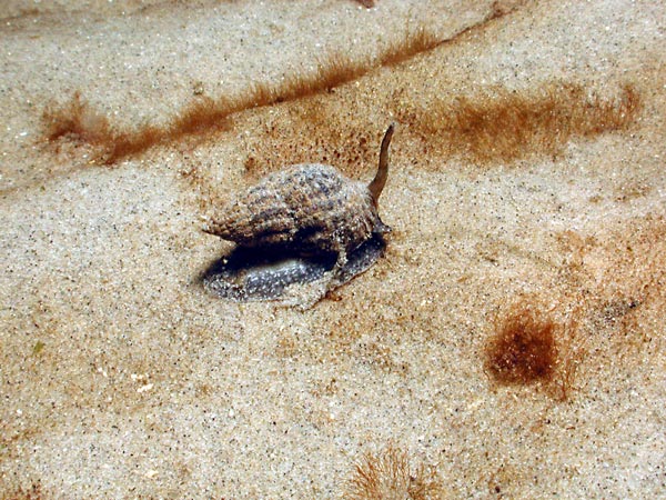 Nassarius reticulatus